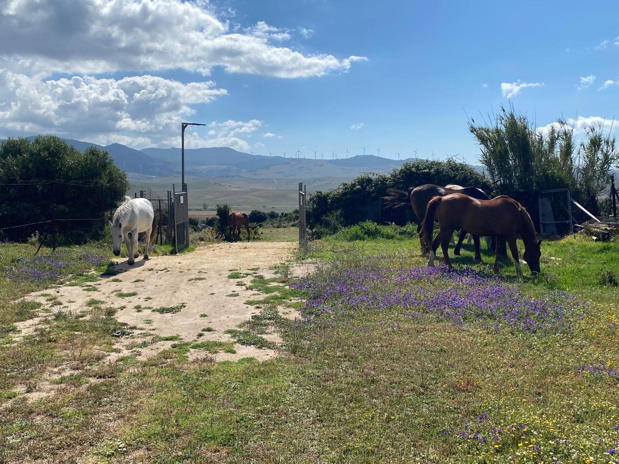 Rustic Cabin Tarifa 4 Guests 10 Minutes To Beach المظهر الخارجي الصورة
